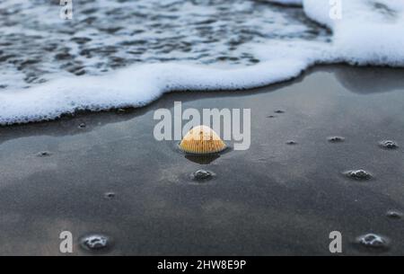 Die Muschel liegt auf dem Sand des Strandes, halb im Sand vergraben, als die Meereswelle auf ihn trifft, und die Meereswellen im Hintergrund. Stockfoto