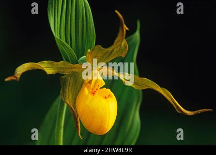 Große gelbe Frauenschuh-Orchidee im Bruce Peninsula National Park, Ontario, Kanada Stockfoto