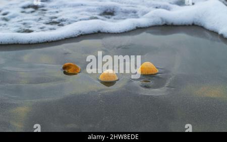 Die Muschel liegt auf dem Sand des Strandes, halb im Sand vergraben, als die Meereswelle auf ihn trifft, und die Meereswellen im Hintergrund. Stockfoto