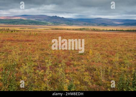 Nordamerika; Usa; Alaska; Hodzana Hills; Kanuti River; Pflanzen; Weiden und Fichte; Herbstfarben. Stockfoto