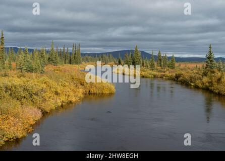 Nordamerika; Usa; Alaska; Hodzana Hills; Kanuti River; Pflanzen; Weiden und Fichte; Herbstfarben. Stockfoto