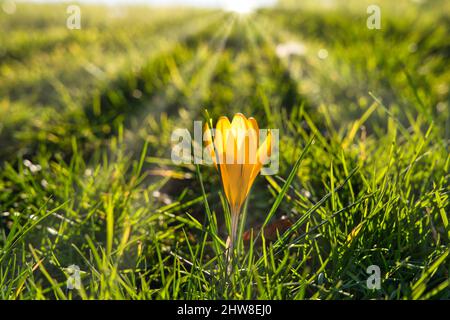 Schöner gelber Krokus in der Sonne im frühen Frühjahr Stockfoto