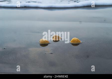 Die Muschel liegt auf dem Sand des Strandes, halb im Sand vergraben, als die Meereswelle auf ihn trifft, und die Meereswellen im Hintergrund. Stockfoto