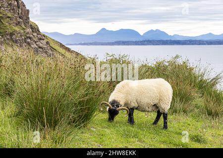 Ein gehörntes Schaf, das auf der Klippe in der Nähe der Lealt Falls an der Nordostküste der Isle of Skye, Highland, Schottland, Großbritannien, grast. Stockfoto