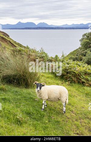 Ein gehörntes Schaf, das auf der Klippe in der Nähe der Lealt Falls an der Nordostküste der Isle of Skye, Highland, Schottland, Großbritannien, grast. Stockfoto