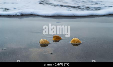 Die Muschel liegt auf dem Sand des Strandes, halb im Sand vergraben, als die Meereswelle auf ihn trifft, und die Meereswellen im Hintergrund. Stockfoto
