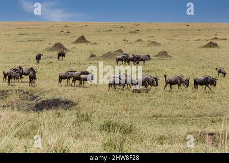 Tansania. Serengeti. Gnus auf die nördliche Serengeti Plain. Stockfoto