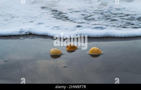 Die Muschel liegt auf dem Sand des Strandes, halb im Sand vergraben, als die Meereswelle auf ihn trifft, und die Meereswellen im Hintergrund. Stockfoto