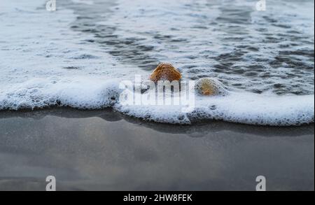 Die Muschel liegt auf dem Sand des Strandes, halb im Sand vergraben, als die Meereswelle auf ihn trifft, und die Meereswellen im Hintergrund. Stockfoto
