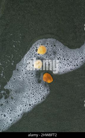 Die Muschel liegt auf dem Sand des Strandes, halb im Sand vergraben, als die Meereswelle auf ihn trifft, und die Meereswellen im Hintergrund. Stockfoto