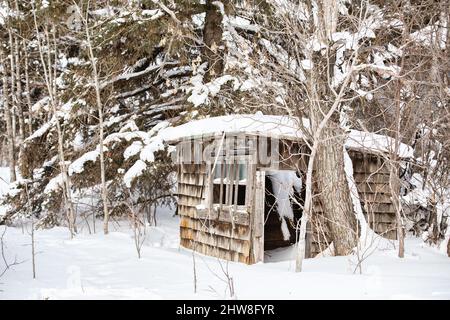 Ein kleiner quadratischer Shiplap-Holzschuppen, eingebettet zwischen Bäumen in einer kalten Winterlandschaft Stockfoto