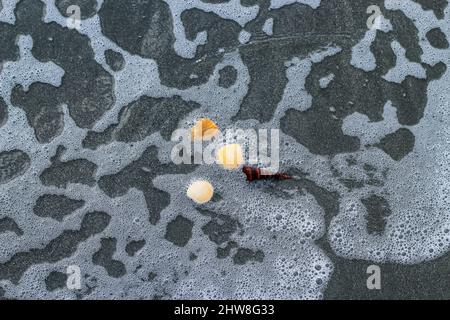 Die Muschel liegt auf dem Sand des Strandes, halb im Sand vergraben, als die Meereswelle auf ihn trifft, und die Meereswellen im Hintergrund. Stockfoto