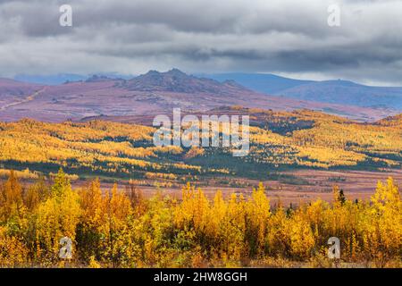 Nordamerika; Usa; Alaska; Hodzana Hills; Pflanzen; Espen und Fichte; Herbstfarben. Stockfoto