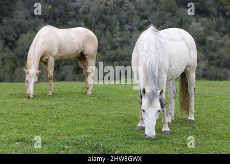 Palomino und Weisse Pferde grasen in den Wiesen. Los Altos Hills, Kalifornien, USA. Stockfoto