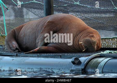 Walrus, Odobenus rosmarus, Shetland, Schottland, Großbritannien Stockfoto