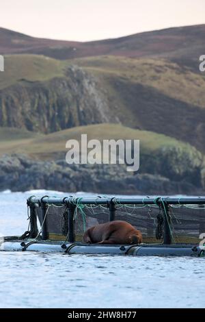 Walrus, Odobenus rosmarus, Shetland, Schottland, Großbritannien Stockfoto