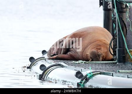 Walrus, Odobenus rosmarus, Shetland, Schottland, Großbritannien Stockfoto