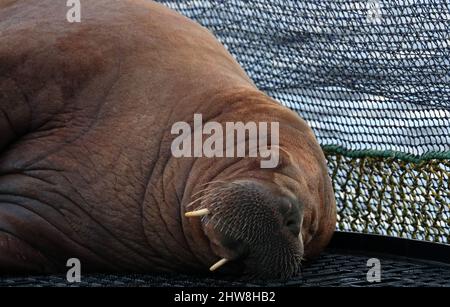 Walrus, Odobenus rosmarus, Shetland, Schottland, Großbritannien Stockfoto