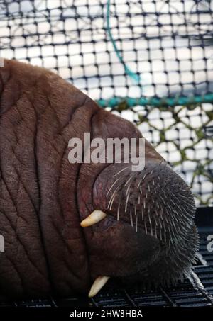 Walrus, Odobenus rosmarus, Shetland, Schottland, Großbritannien Stockfoto