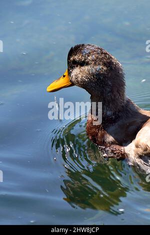 Ente schwimmt in einem See, spritzt Wasser. Makrofotografie, Nahaufnahme des Gesichts, vertikale Details. Stockfoto