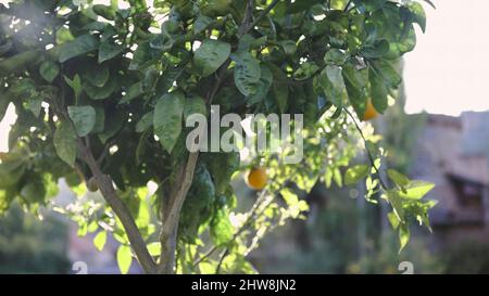 Sonnenlicht Orange Baum in orange Farm. Art. Orangenbaum in der Sonne. Reife, saftige Früchte. Stockfoto