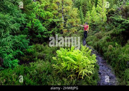 Frau, die auf einem schönen Waldweg im 'Misterios Negros' im Vulkangebiet der Insel Terceira, Açores Portugal, wandert Stockfoto