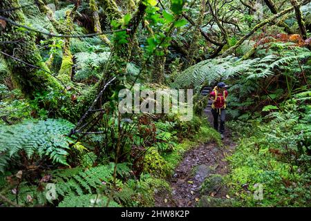 Frau, die auf einem schönen Waldweg im 'Misterios Negros' im Vulkangebiet der Insel Terceira, Açores Portugal, wandert Stockfoto