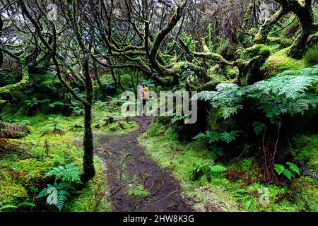 Frau, die auf einem schönen Waldweg im 'Misterios Negros' im Vulkangebiet der Insel Terceira, Açores Portugal, wandert Stockfoto