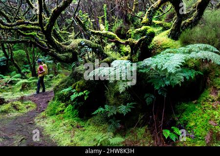 Frau, die auf einem schönen Waldweg im 'Misterios Negros' im Vulkangebiet der Insel Terceira, Açores Portugal, wandert Stockfoto