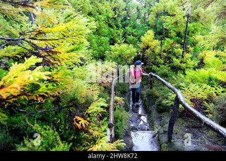 Frau, die auf einem schönen Waldweg im 'Misterios Negros' im Vulkangebiet der Insel Terceira, Açores Portugal, wandert Stockfoto