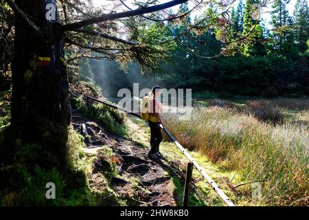 Frau, die auf einem schönen Waldweg im 'Misterios Negros' im Vulkangebiet der Insel Terceira, Açores Portugal, wandert Stockfoto