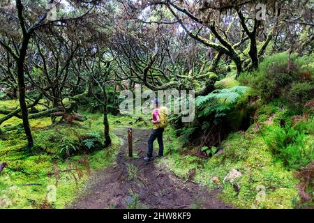 Frau, die auf einem schönen Waldweg im 'Misterios Negros' im Vulkangebiet der Insel Terceira, Açores Portugal, wandert Stockfoto