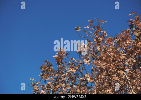 Trockene Platanenblätter auf blauem Himmel. Stockfoto