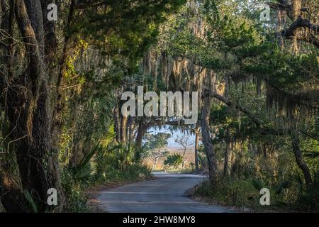 Blick bei Sonnenaufgang auf eine kurvenreiche Straße unter einem mit spanischem Moos bedeckten Baumkronen im Fort George Island Cultural State Park in Jacksonville, Florida. (USA) Stockfoto