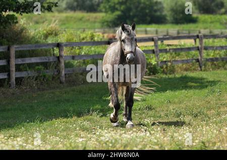 Ein graues Appaloosa Pferd, das auf einer sonnigen Weide zur Kamera läuft Stockfoto