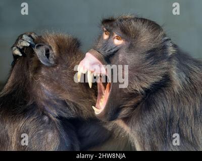 Gelada Baboon Theropithecus gelada spielen kämpfen mit riesigen Zähnen Stockfoto