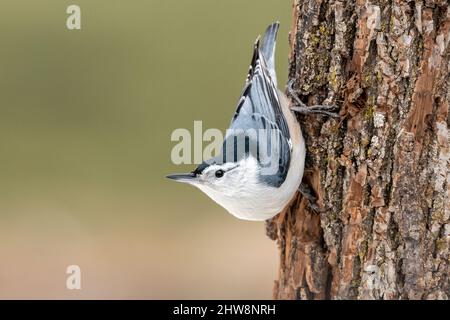 Weißreiher Nuthatch (Sitta carolinensis) auf Baum, E USA, von Dominique Braud/Dembinsky Photo Assoc Stockfoto
