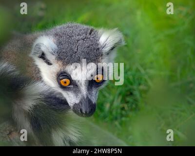 Ringschwanzmaki Lemur catta Porträt Stockfoto