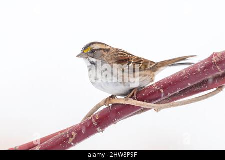 Weißkehlspatz (Zonotrichia albicollis), Region der Großen Seen, Winter, E USA, von Dominique Braud/Dembinsky Photo Assoc Stockfoto