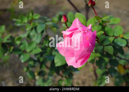 Rosa hybride Terose Stockfoto