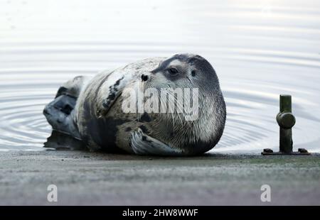 Bared Seal, Erignathus barbatus, Shetland, Schottland, Großbritannien Stockfoto