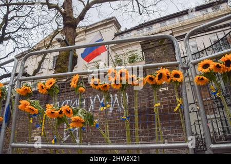 London, Großbritannien. 4. März 2022. Sonnenblumen, die zu Symbolen für Widerstand und Solidarität geworden sind, an einem Zaun vor der Botschaft. Demonstranten trugen Schilder und Sonnenblumen vor der russischen Botschaft zur Unterstützung der Ukraine, während Russland seinen Angriff fortsetzt. Kredit: ZUMA Press, Inc./Alamy Live Nachrichten Stockfoto