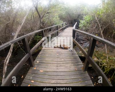 Seelöwe schläft auf Holzsteg auf der Insel floreana, galapagos Inseln Stockfoto