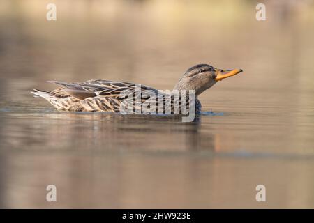 Stockente [Anas Platyrhynchos] Stockfoto