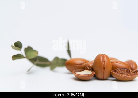 Argan-Samen auf weißem Hintergrund isoliert. Arganöl Nüsse mit Pflanze. Kosmetik und natürliche Öle Hintergrund. Hochwertige Fotos Stockfoto