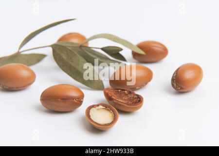 Argan-Samen auf weißem Hintergrund isoliert. Arganöl Nüsse mit Pflanze. Kosmetik und natürliche Öle Hintergrund. Hochwertige Fotos Stockfoto