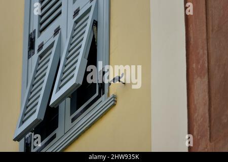 Altes neoklassisches Haus, graue Fensterläden aus Holz an einer hellen ockerfarbenen Stuckwand in Nafplio, Griechenland. Stockfoto