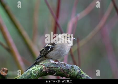 Weiblicher Buchfink ((Fringilla coelebs) in einem Garten, Großbritannien Stockfoto