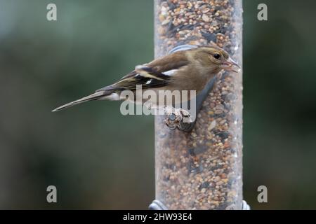 Weiblicher Buchfink ((Fringilla coelebs) auf einem Plastikfutter in einem Garten, Großbritannien Stockfoto