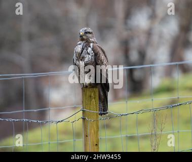 Gemeiner Bussard auf hölzernem Zaunpfosten in der schottischen Landschaft Stockfoto